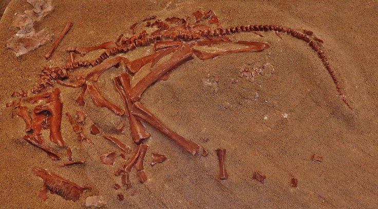 Hypacrosaurus