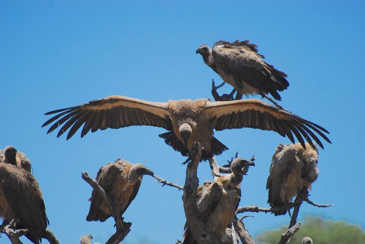 Vultures