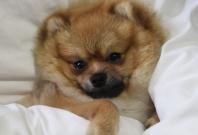 Pomeranian Pomeranian