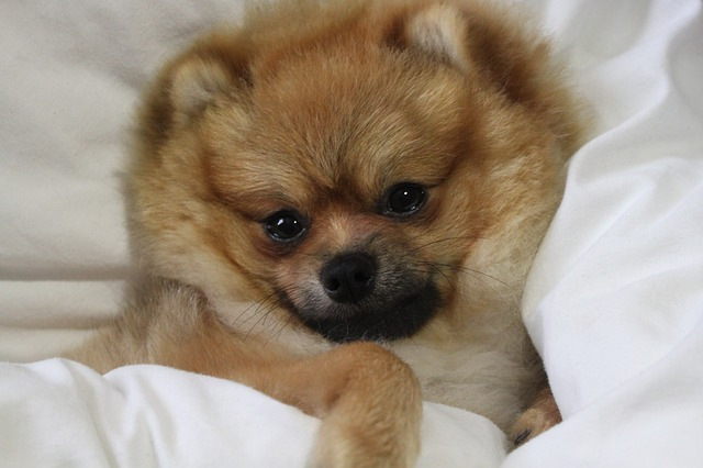 Pomeranian