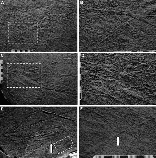 Close-up Images of Seemingly Connected Rangeomorphs on the LC6 Surface