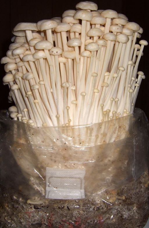 Enoki Mushrooms 