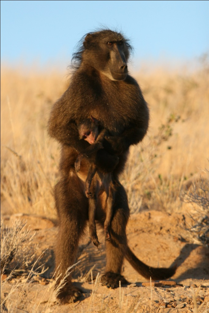 Baboon mother with dead infant