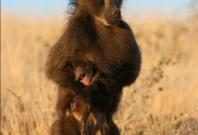 Baboon mother with dead infant