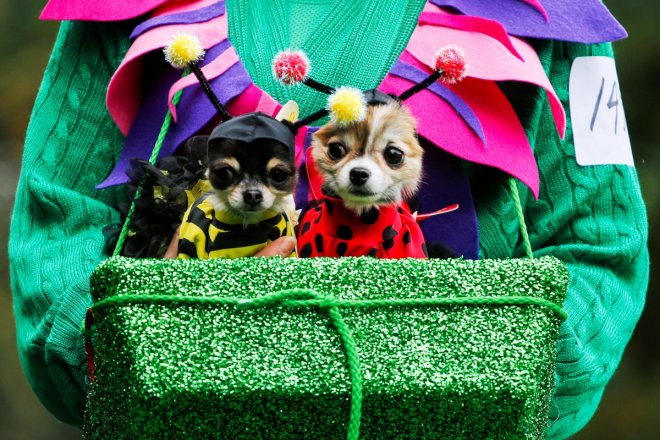 Halloween 2016: Take a look at these adorable puppies flaunting their costumes at 26th annual Halloween dog parade