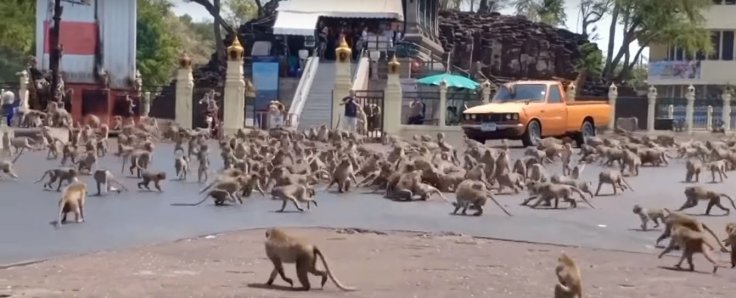 Monkeys fighting over food in Lobpuri, Thailand