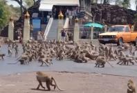 Monkeys fighting over food in Lobpuri, Thailand