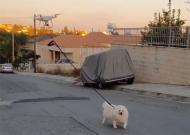 Man uses a drone to walk his pet dog due to Coronavirus lockdown in Cyprus.  