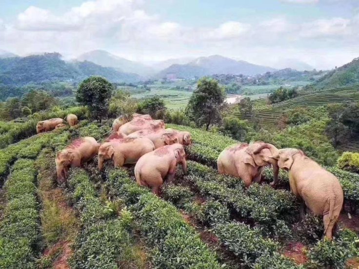 elephants in field 