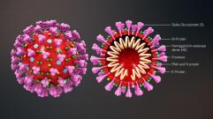 coronavirus structure