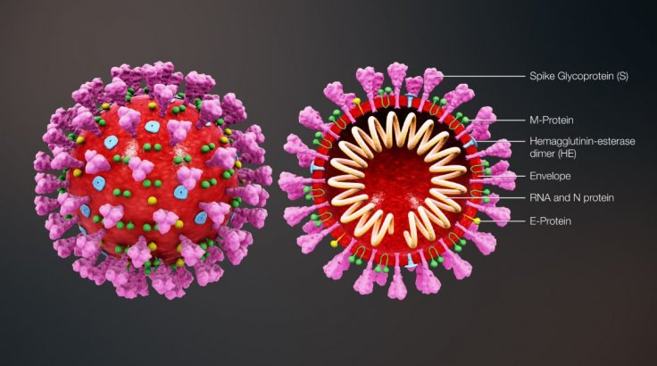 coronavirus structure