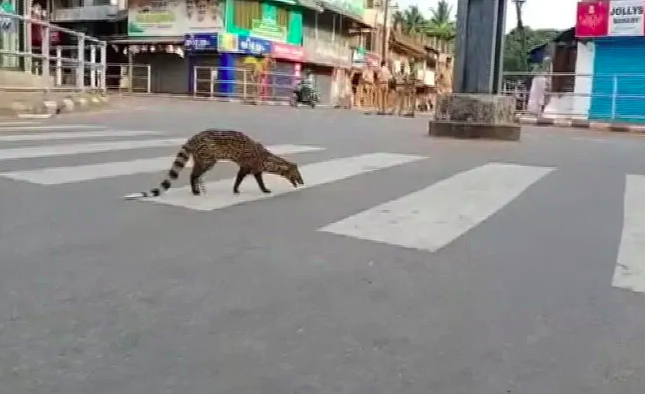 Malabar large-spotted civet