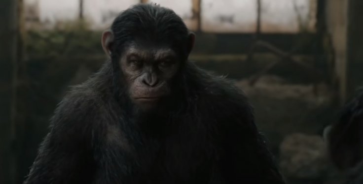 great apes great apes