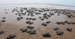 Olive Ridley sea turtles