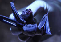 Bat research at the Wuhan CDC