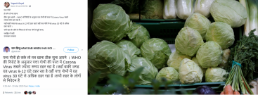 Will Coronavirus stay in cabbage for 30 hours? Debunking the truth behind viral claim