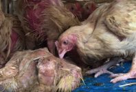 wet markets in New York City wet markets in New York City