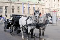 Horse-drawn carriage Horse-drawn carriage