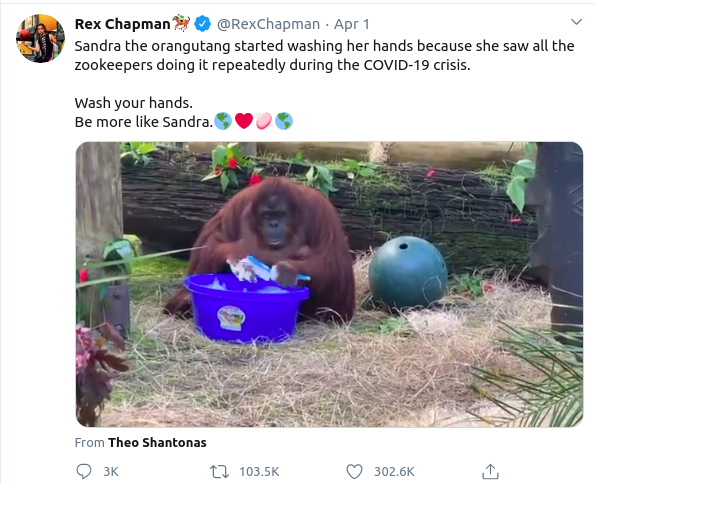 Sandra, the orangutan washing her hands