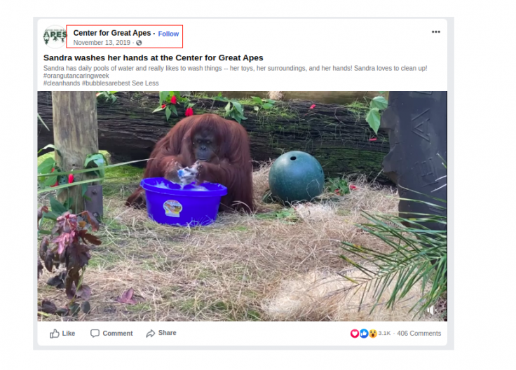 Video of Sandra, the orangutan, washing her hands surfaced online even before the Coronavirus outbreak in Wuhan, China.