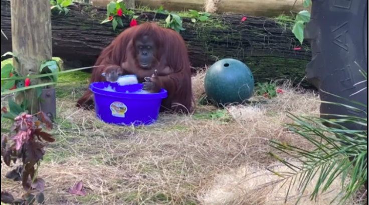 Sandra, the orangutan at Centre for Great Apes in Florida