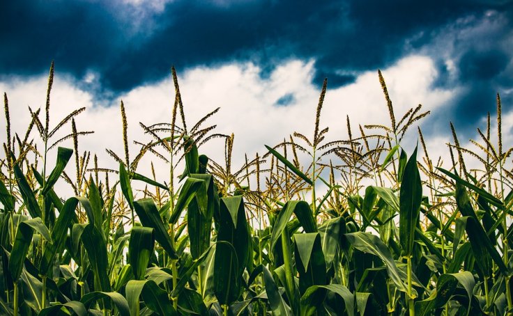 Crops Crops