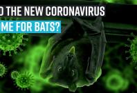 did-the-new-coronavirus-come-for-bats