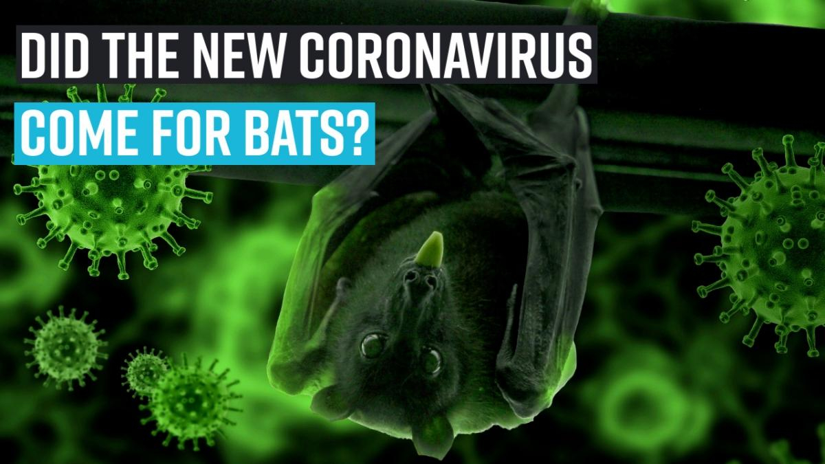 did-the-new-coronavirus-come-for-bats