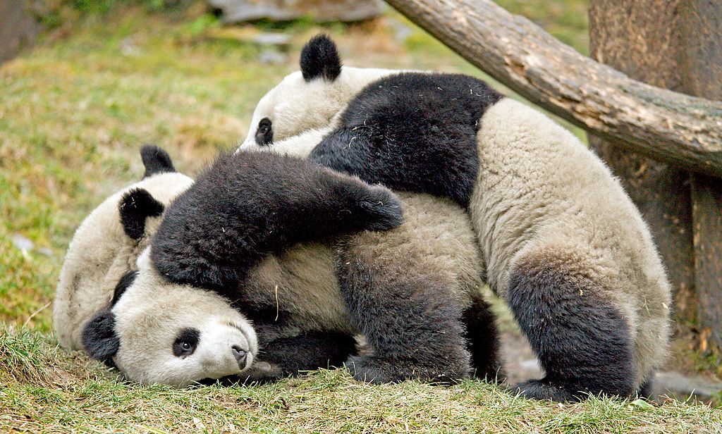 Hong Kongs Pandas Mate After A Decade Of Trying Coronavirus Lockdown
