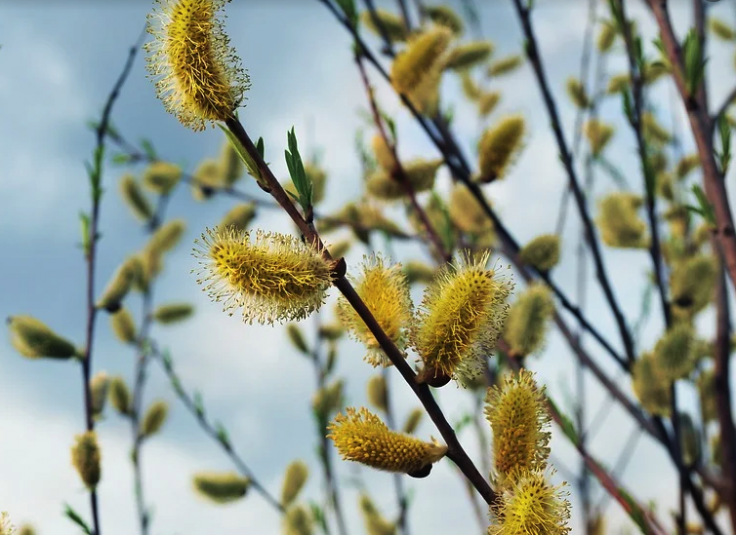 willow tree