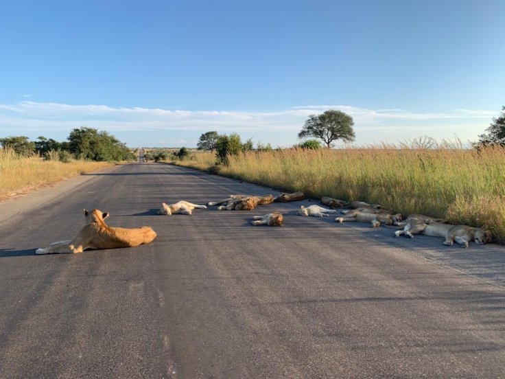 south african lions