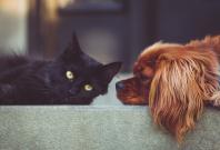 Is it safe to touch animals or them licking your hands after applying alcohol-based hand sanitiser? Is it safe to touch animals or them licking your hands after applying alcohol-based hand sanitiser?