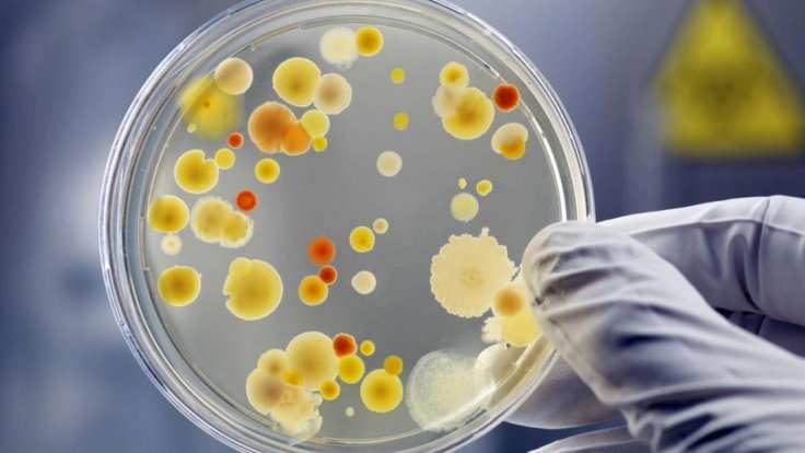 coronavirus farts in petri dish