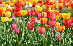 Tulips Tulips