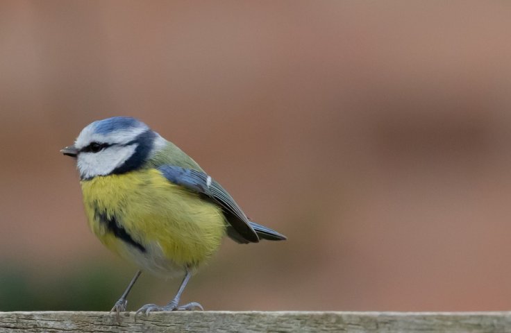 blue tits