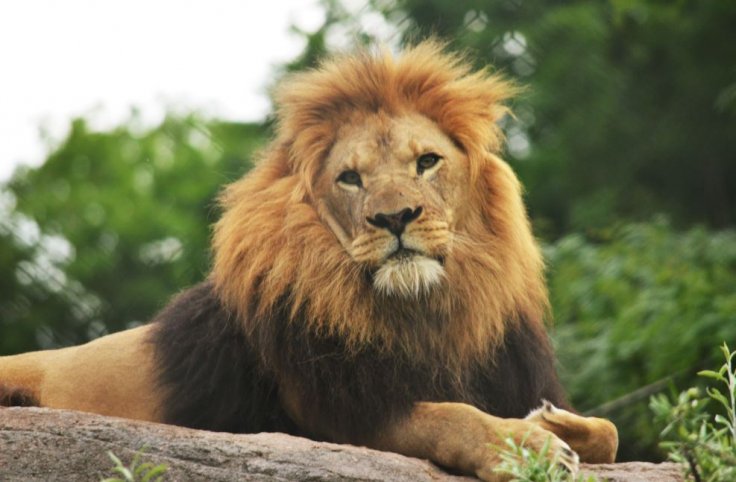 African Lion