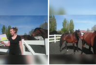 Horses become intimate while nursery teacher records a video of her reading stories Horses become intimate while nursery teacher records a video of her reading stories