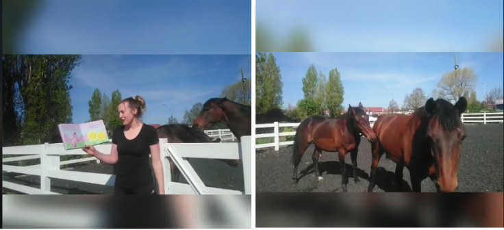 Horses become intimate while nursery teacher records a video of her reading stories