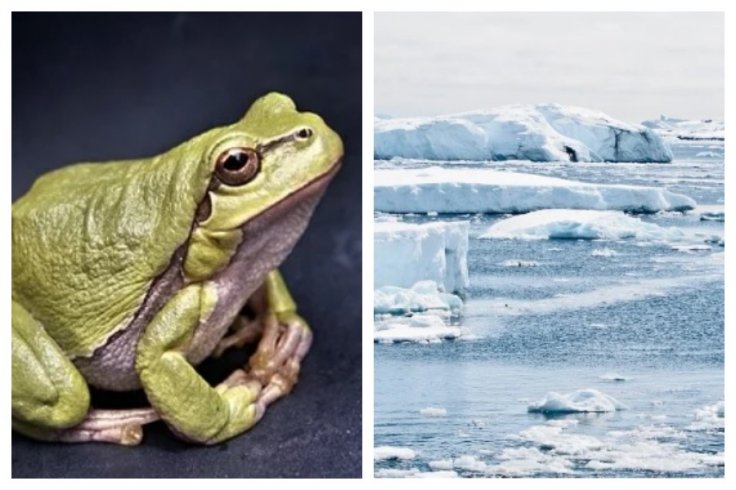 frog antarctica