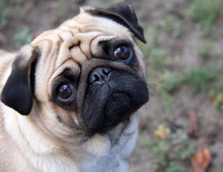 Pug