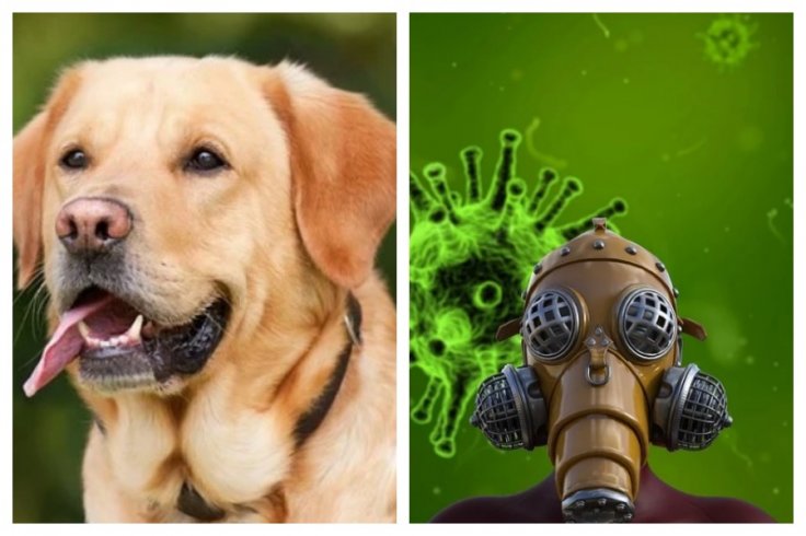 dogs coronavirus