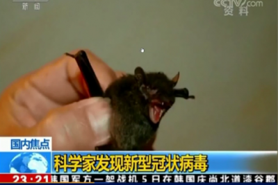 Wuhan bats