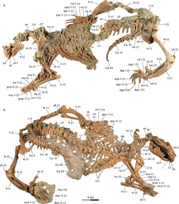Photographs of the skeleton of A. hui holotype (UA 9030)