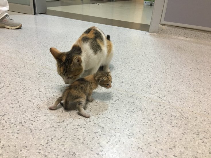 This mother cat brought her sick kitten to a hospital in Instanbul, Turkey for treatment