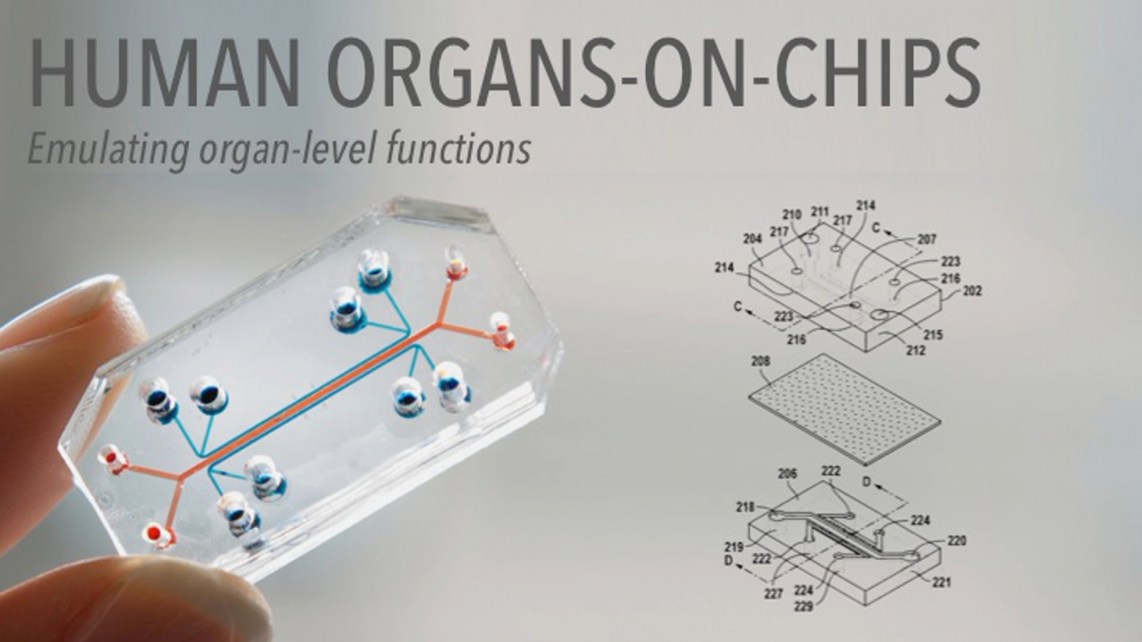 Organonachip model help scientists see what happens to body 24 hrs