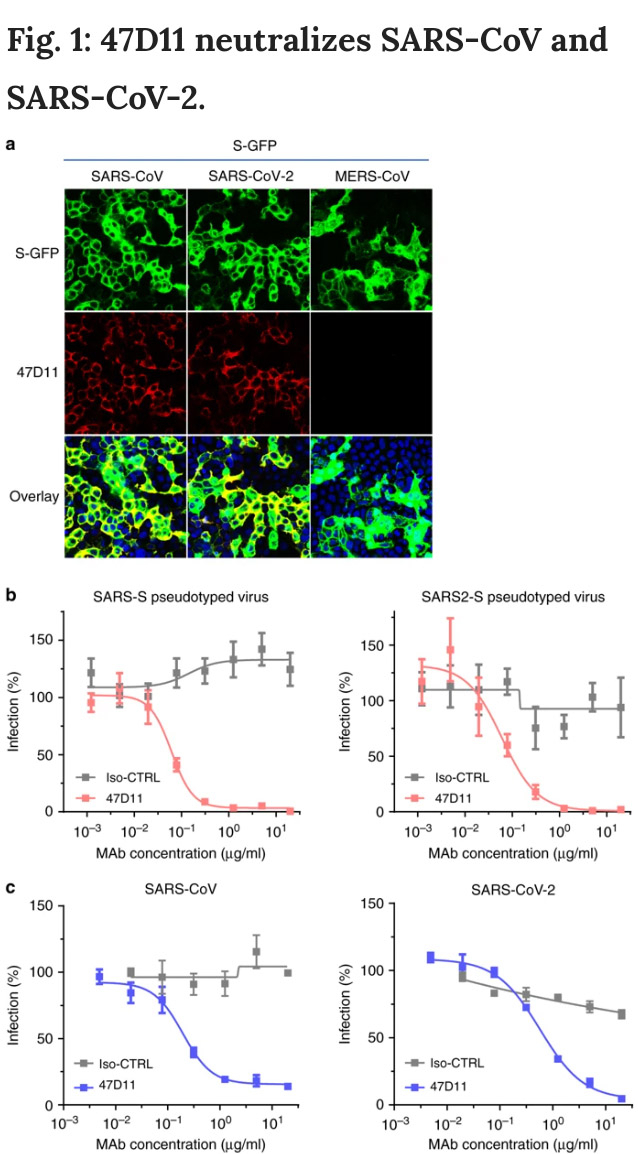 ANTIBODY BLOCKS COVID ANTIBODY BLOCKS COVID