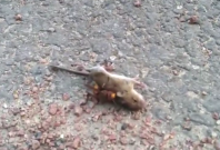 murder hornet kills mouse murder hornet kills mouse