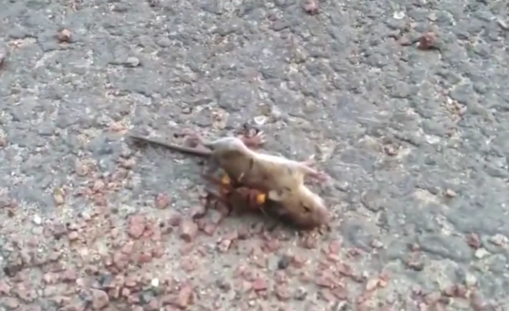 murder hornet kills mouse