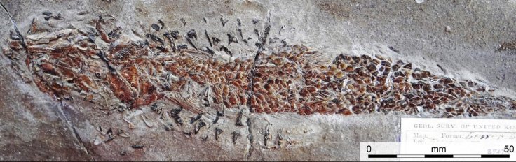 Clarkeiteuthis montefiorei attacking Dorsetichthys bechei Clarkeiteuthis montefiorei attacking Dorsetichthys bechei