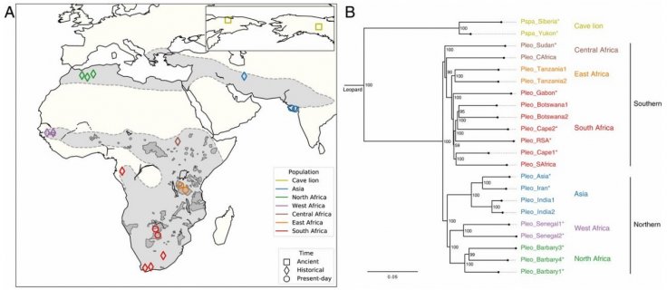 Research on Big cats 